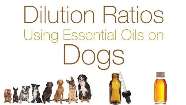 Essential oils dilution ratios for dogs.