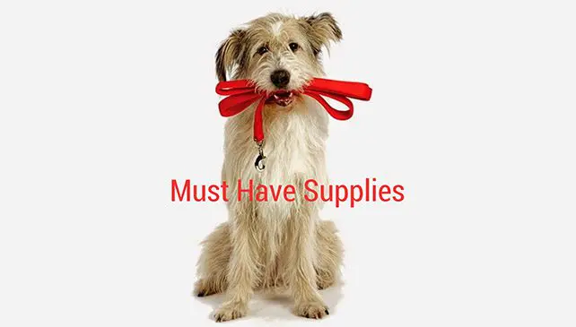 Dog holding red leash, "Must Have Supplies".