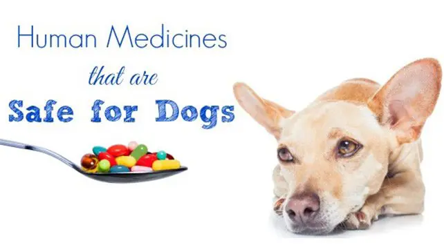 Medicines safe for dogs, spoon, dog.