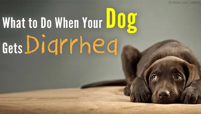 Dog with diarrhea information and guidance.
