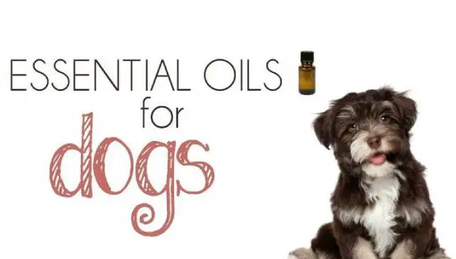 Essential oils for dogs with puppy.