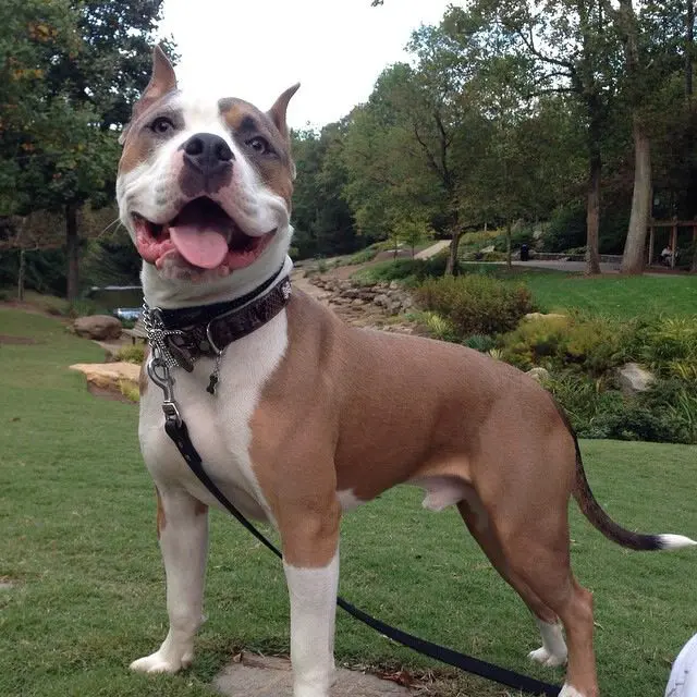 Smiling dog standing on grassy field.