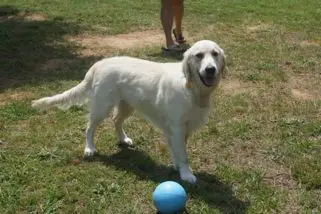 Golden retriever with blue ball on grass.