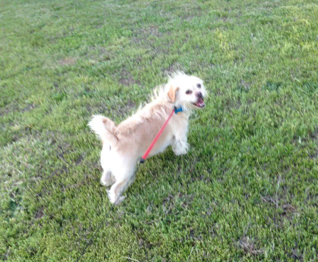 Dog on a leash in grassy field.