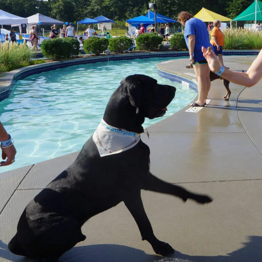 Dog sitting by a pool, people nearby.