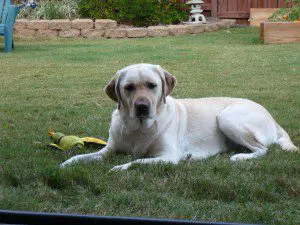 Labrador retriever lying on grass with toy.