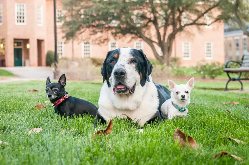 Three dogs sitting on grass outside building.