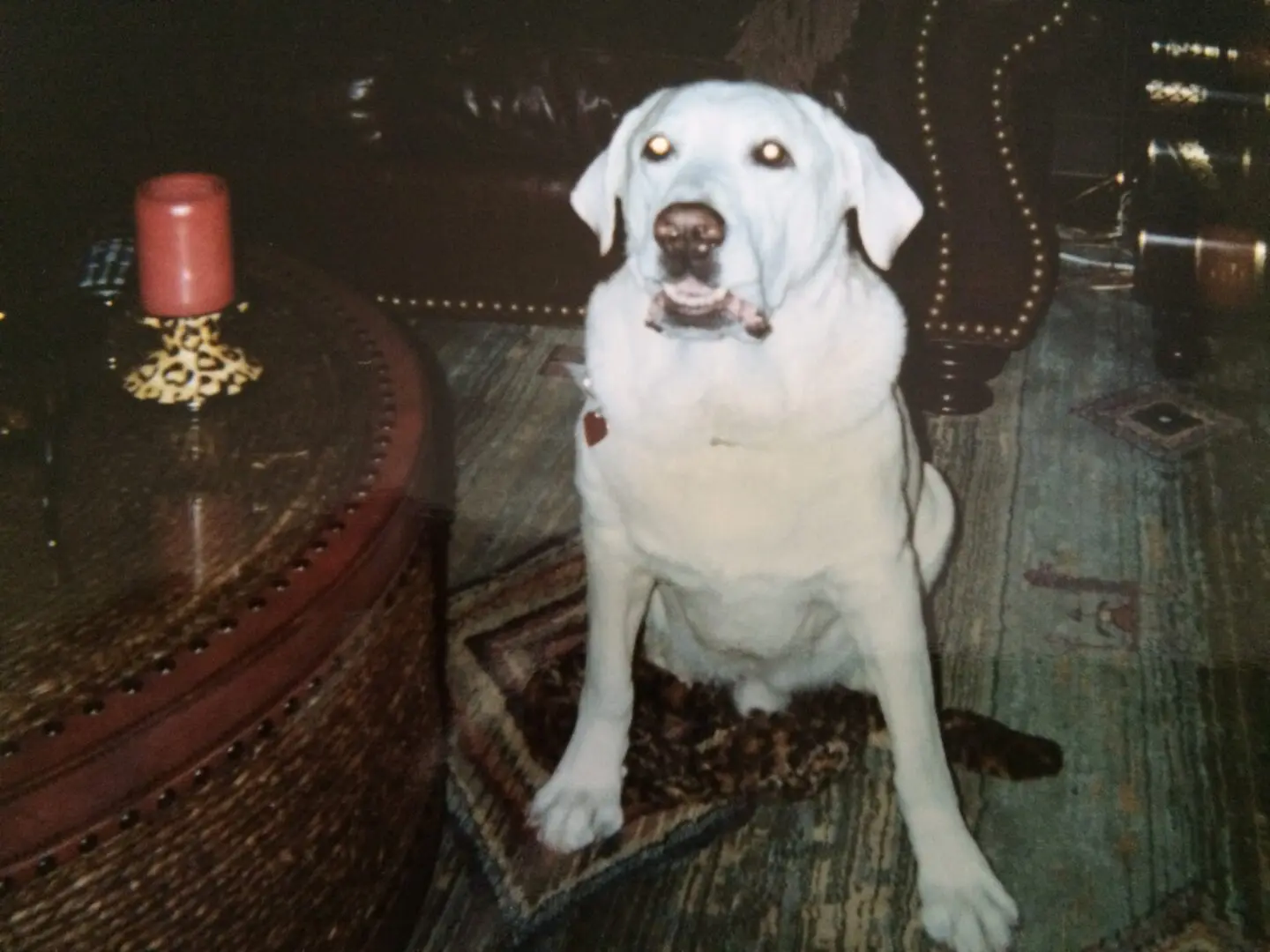 White dog sitting near a coffee table.