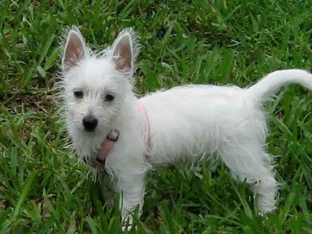 White dog standing on green grass.