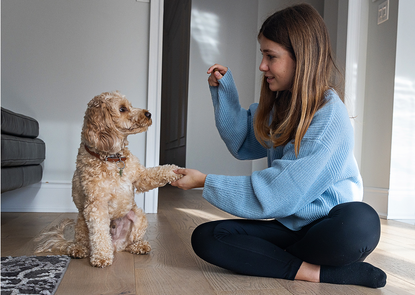 Girl training dog to shake hands.