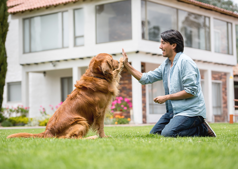 Man high-fiving dog on grass lawn.