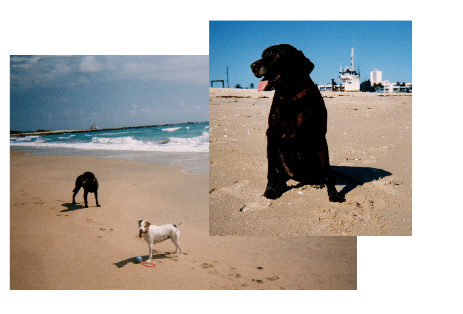 Two dogs playing on a sunny beach.