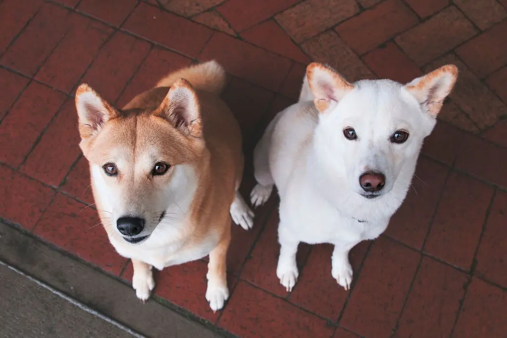Two dogs sitting on a brick floor.