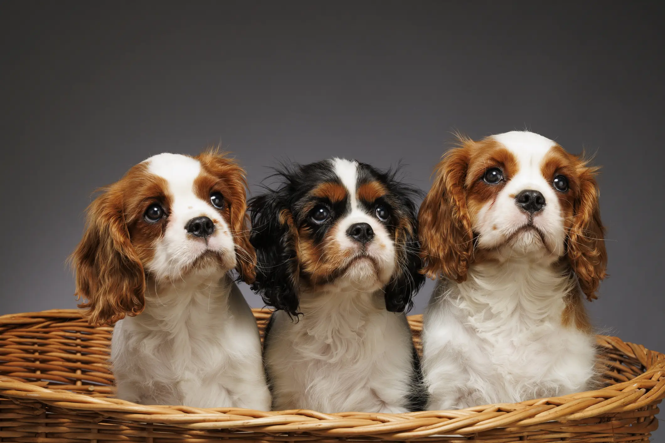 Three puppies sitting in a wicker basket.