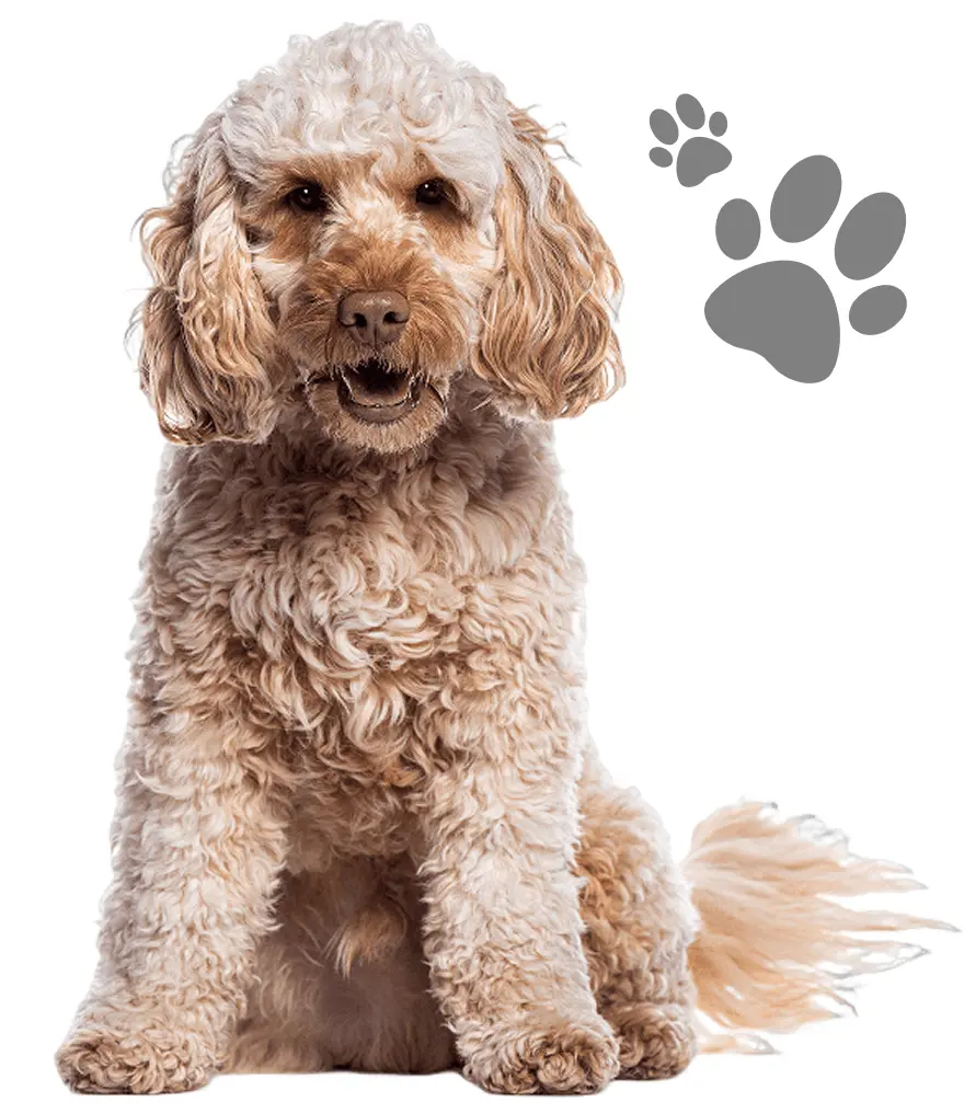 Fluffy dog sitting with a paw print.