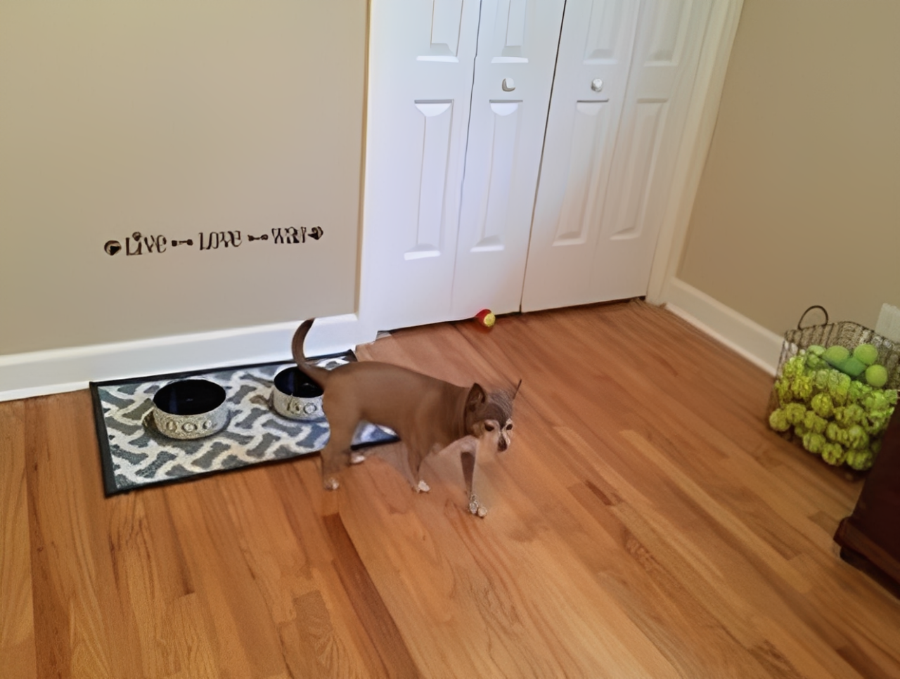 Dog standing near food bowls indoors.
