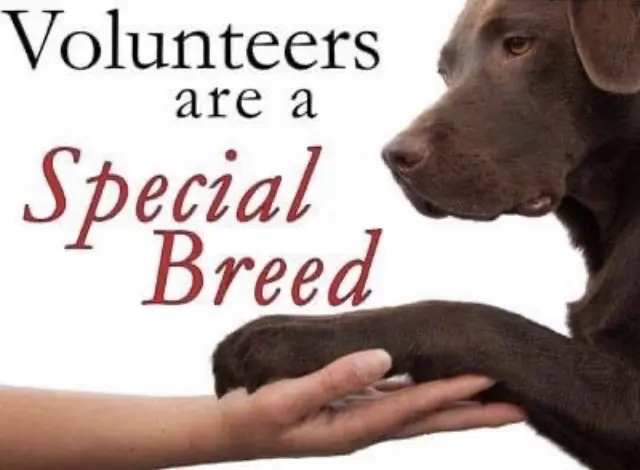 Dog paw and hand with volunteer message.