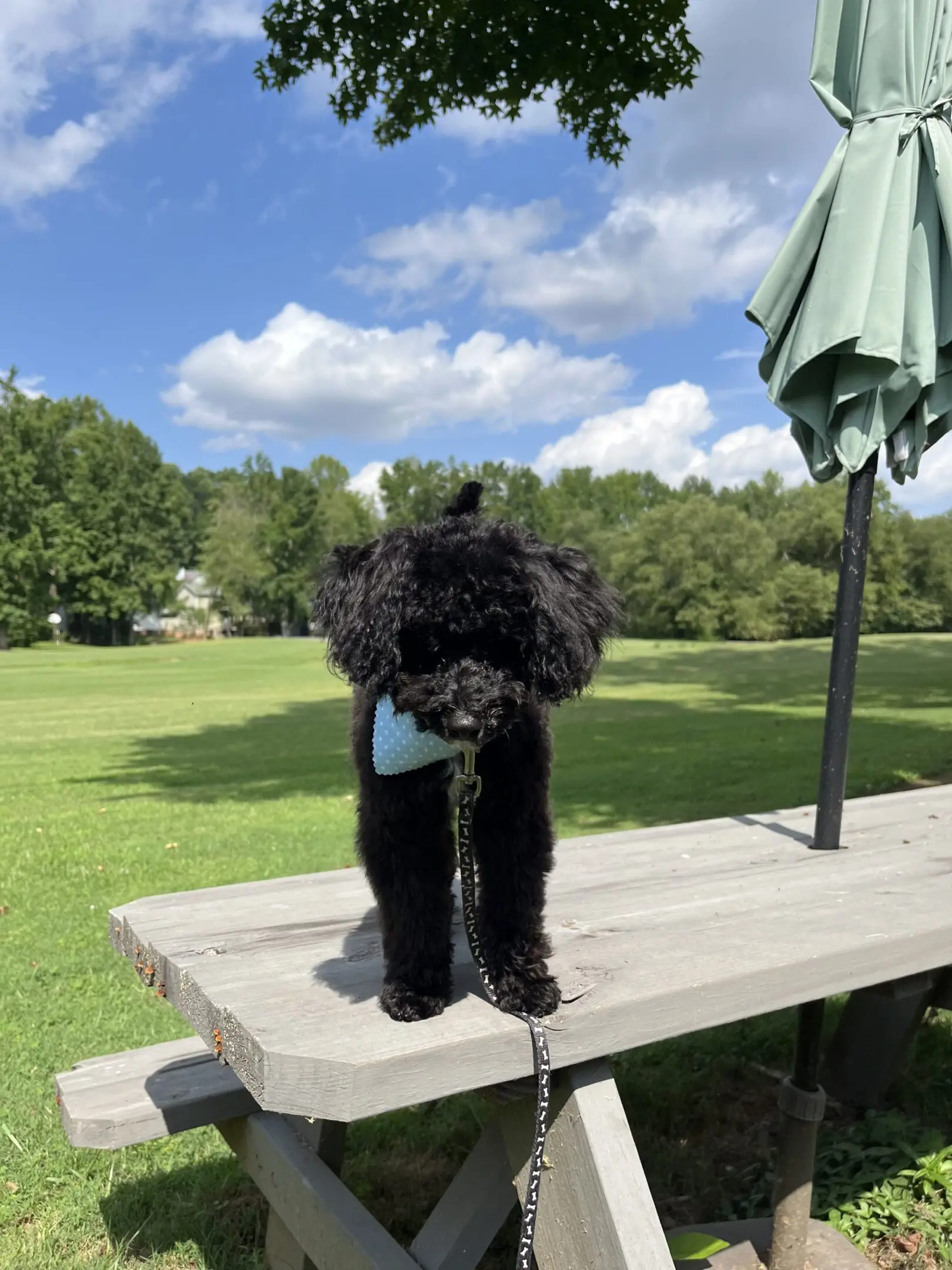Black dog on picnic table in park.