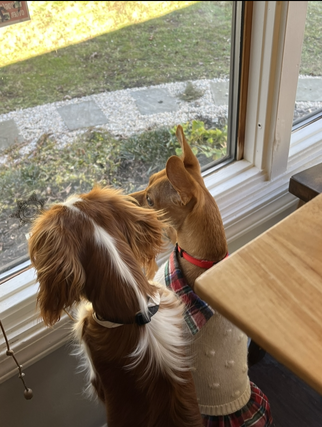 Two dogs looking out the window.