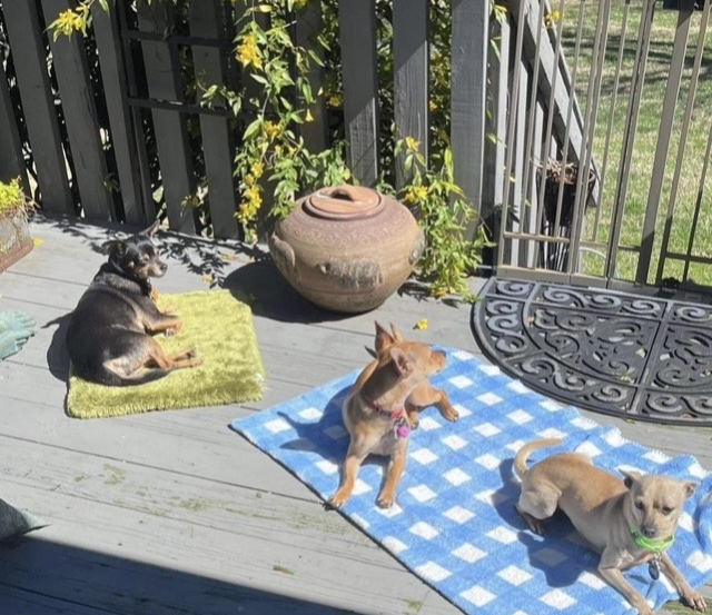Three dogs sunbathing on deck mats.