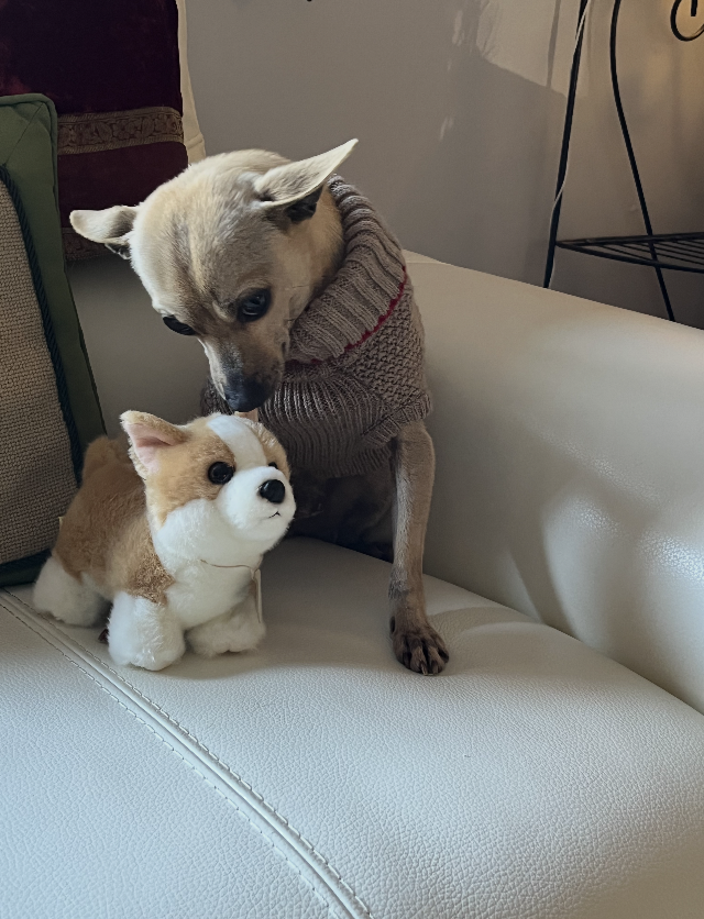 Dog in sweater with plush toy on sofa.
