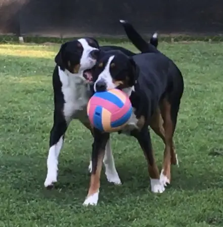 Two dogs playing with a colorful ball.
