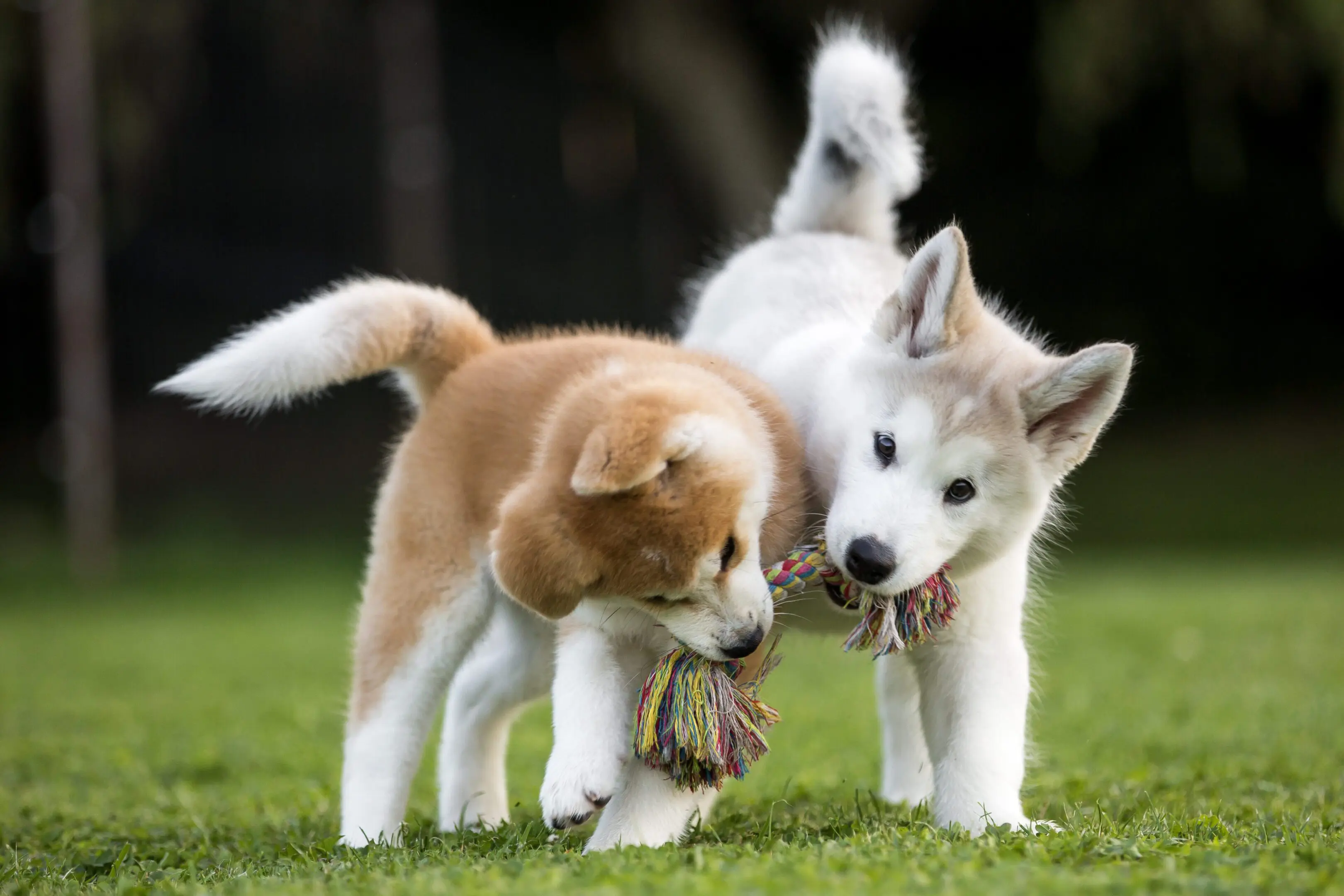 Two husky puppies playing with rope toy