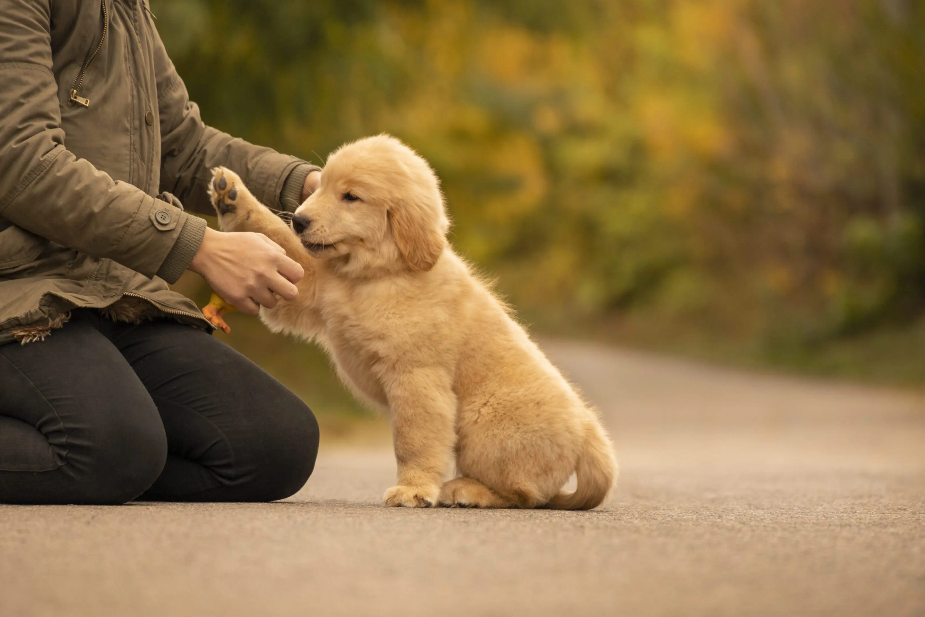 Golden retriever puppy giving paw to person