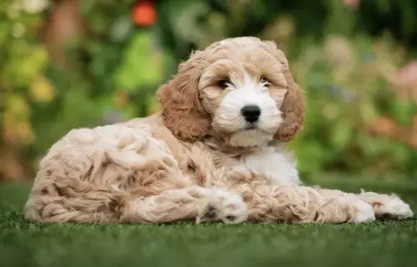 Cockapoo
