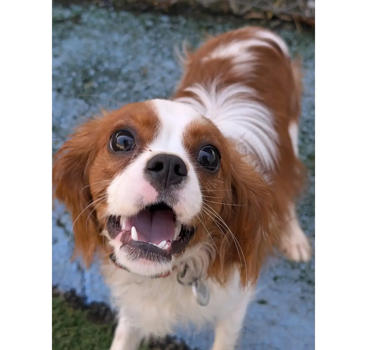 Happy Cavalier King Charles Spaniel looking up