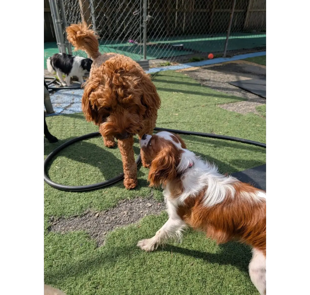 Curly brown dog and spaniel greeting on turf