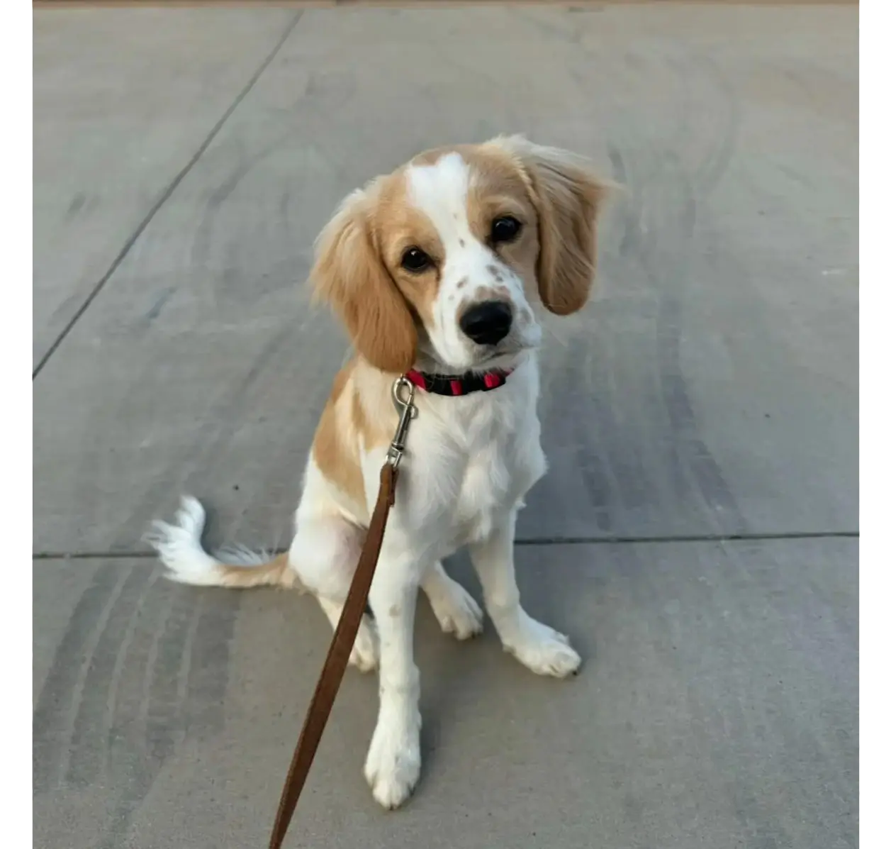 Leashed tan and white puppy on sidewalk