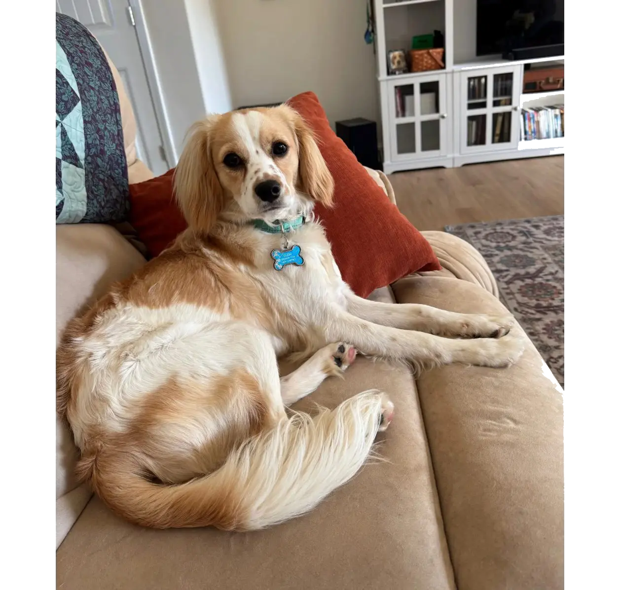 Tan and white dog lounging on beige couch
