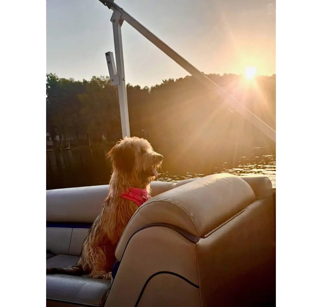 Dog wearing life vest on boat at sunset
