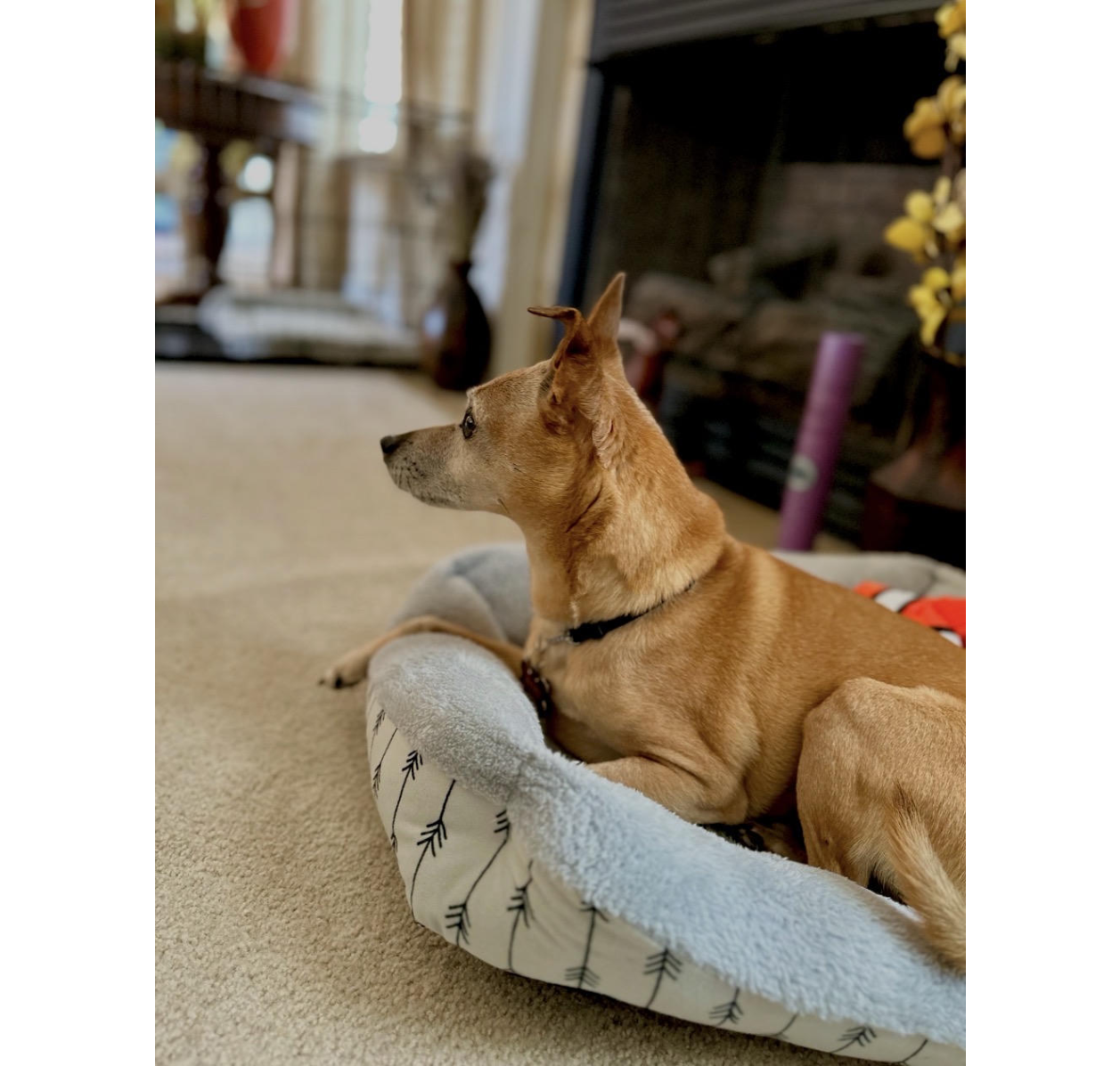 Small tan dog resting in plush bed