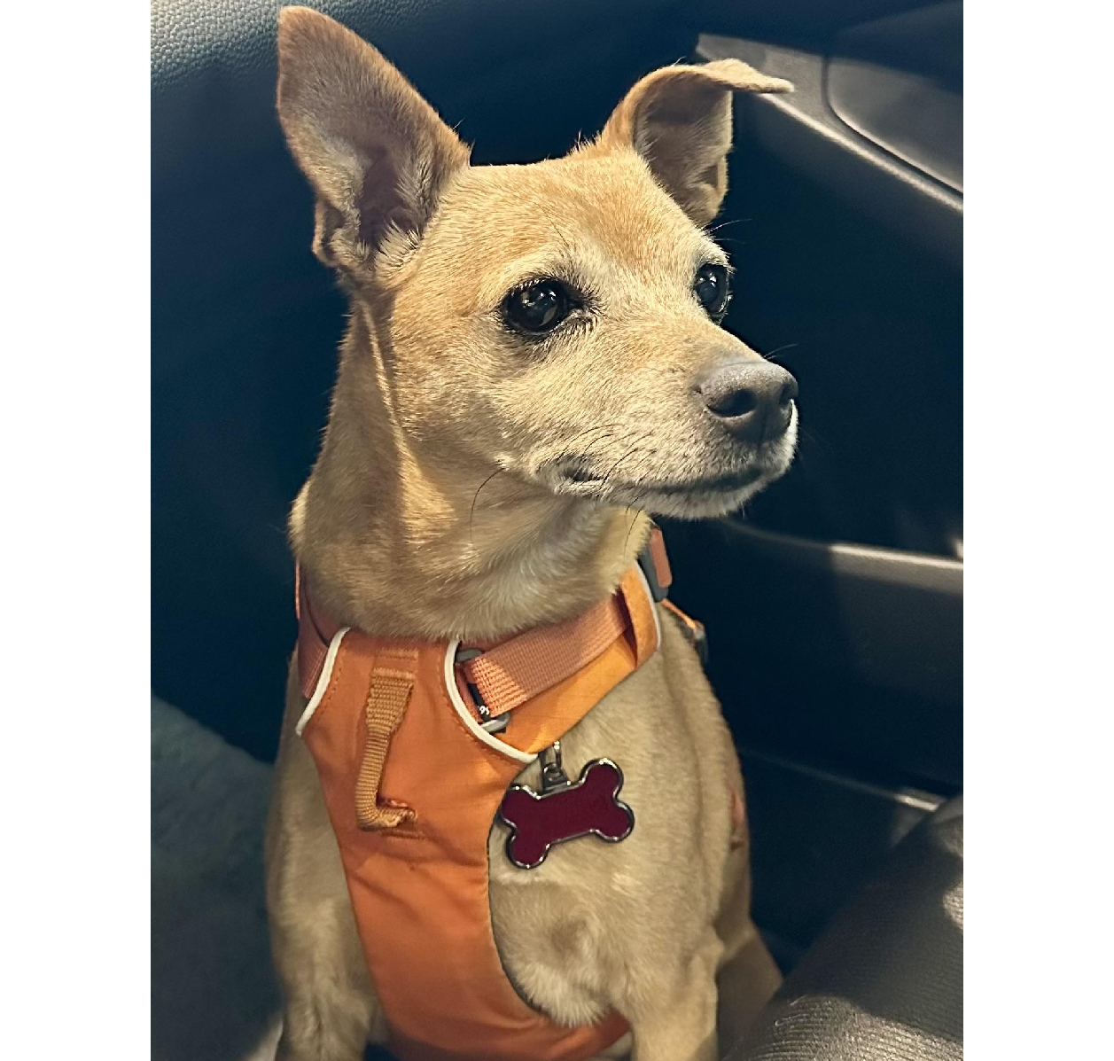 Small tan dog wearing orange harness in car
