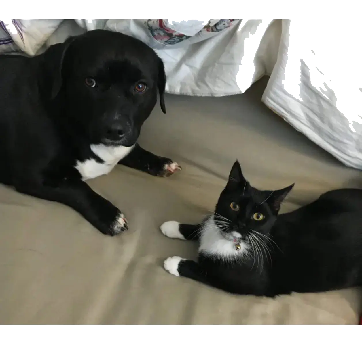 Black dog and tuxedo cat on bed