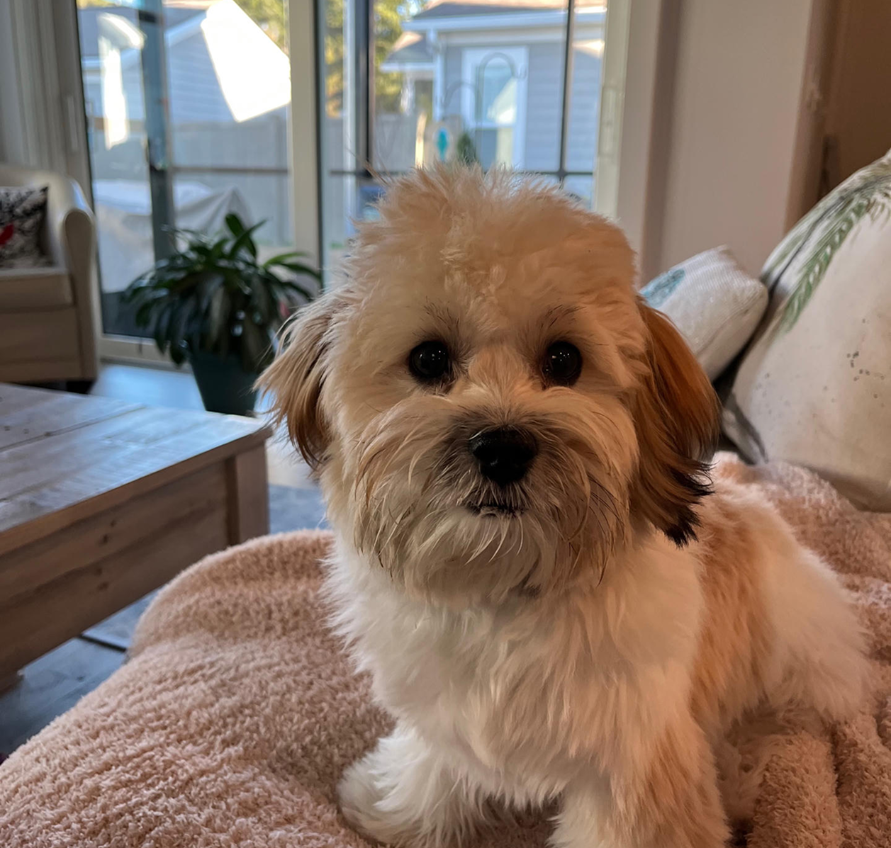 Fluffy small tan and white puppy on blanket