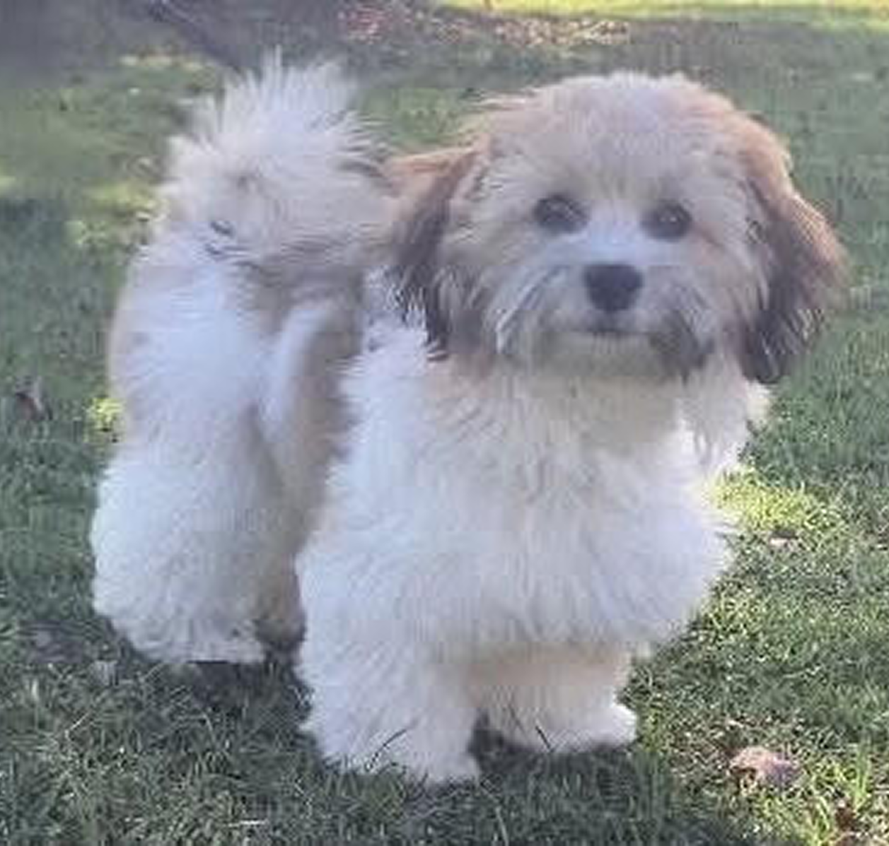 Fluffy white and tan puppy on grass