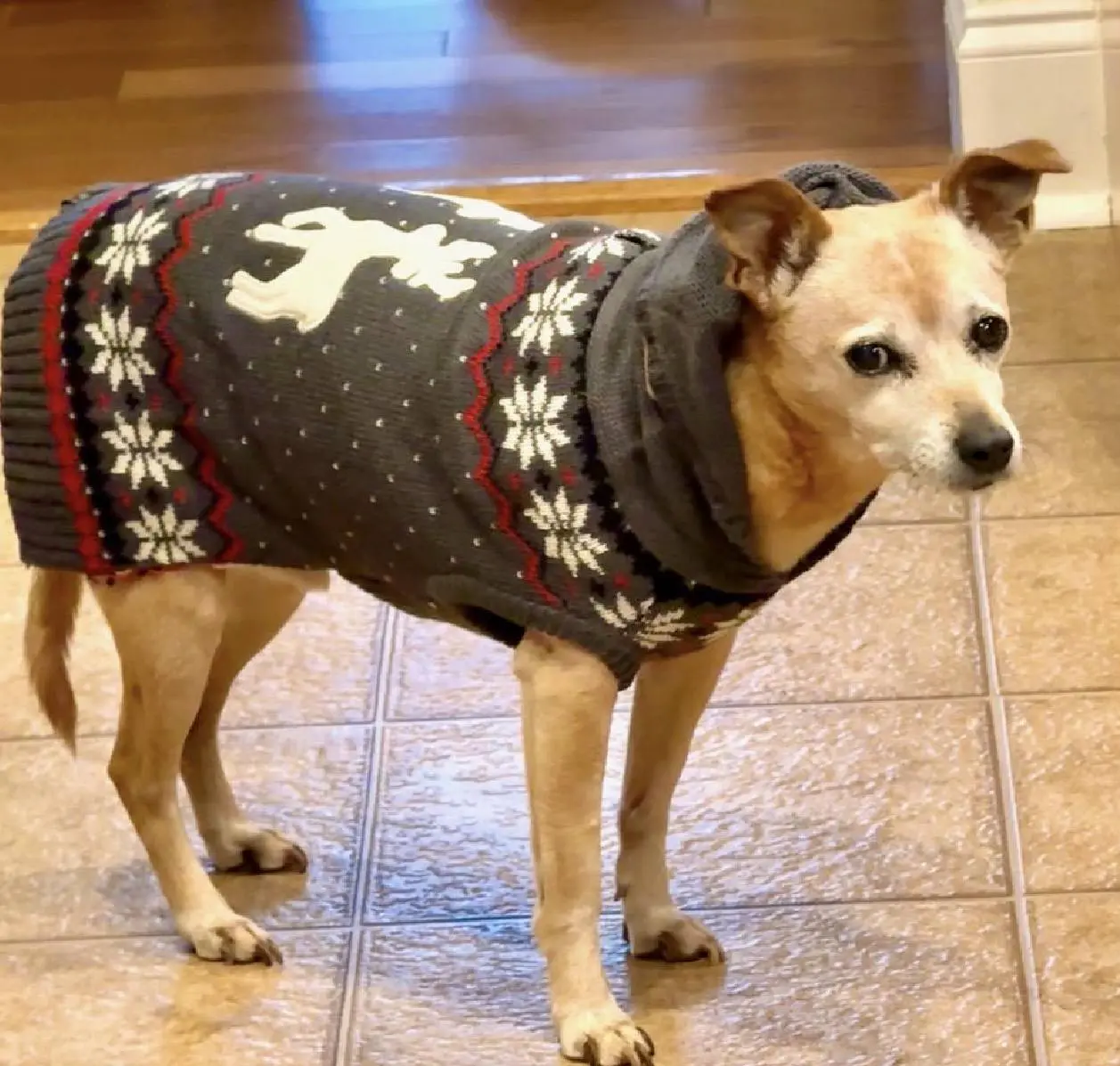 Small dog wearing festive reindeer sweater