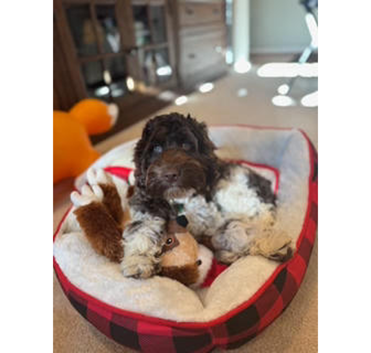 Puppy resting in red plaid dog bed