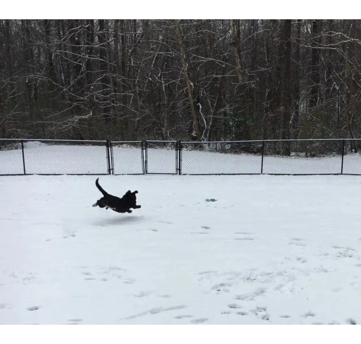 Black dog leaping in snowy fenced yard