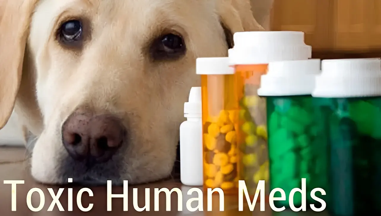 Dog with prescription pill bottles