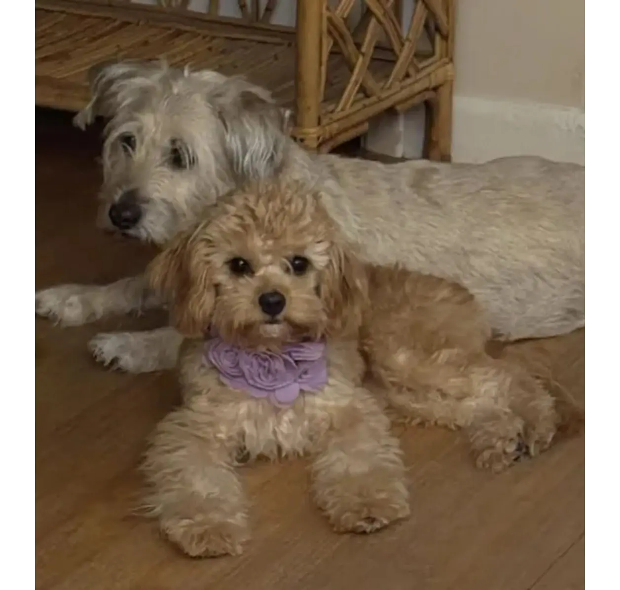 Two small dogs lying on wooden floor