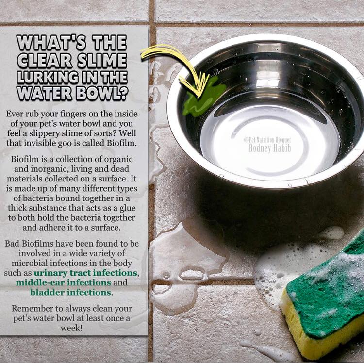 What's the Clear Slime Lurking in Your Dog's Water Bowl? Puppy Protection(01)