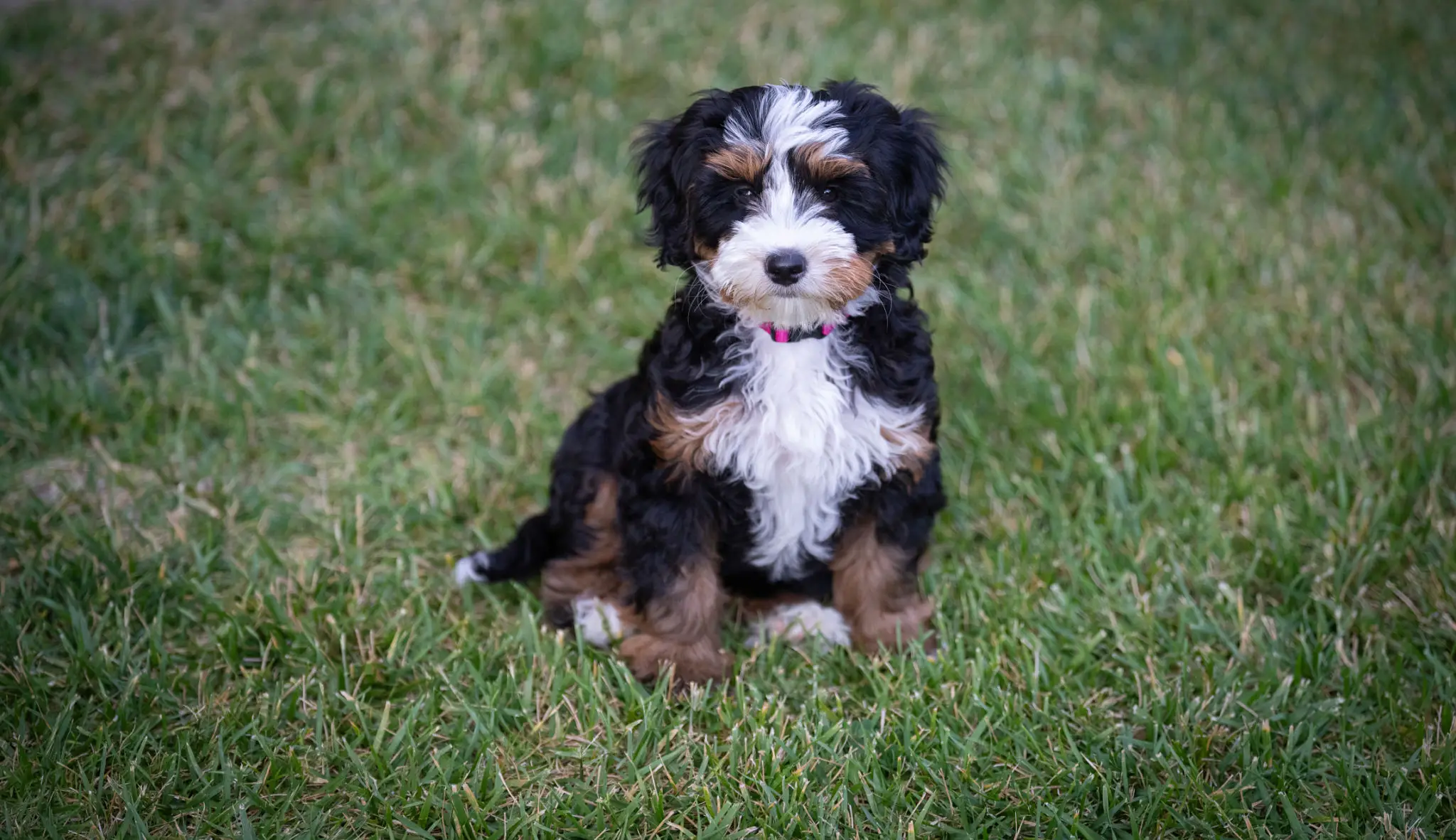 Fluffy puppy sitting on green grass.
