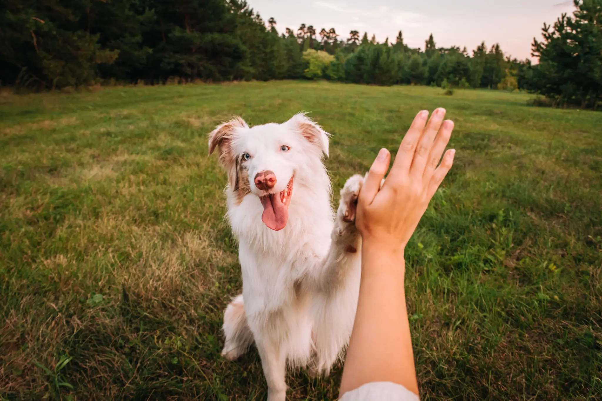 Dog giving a high five in field.