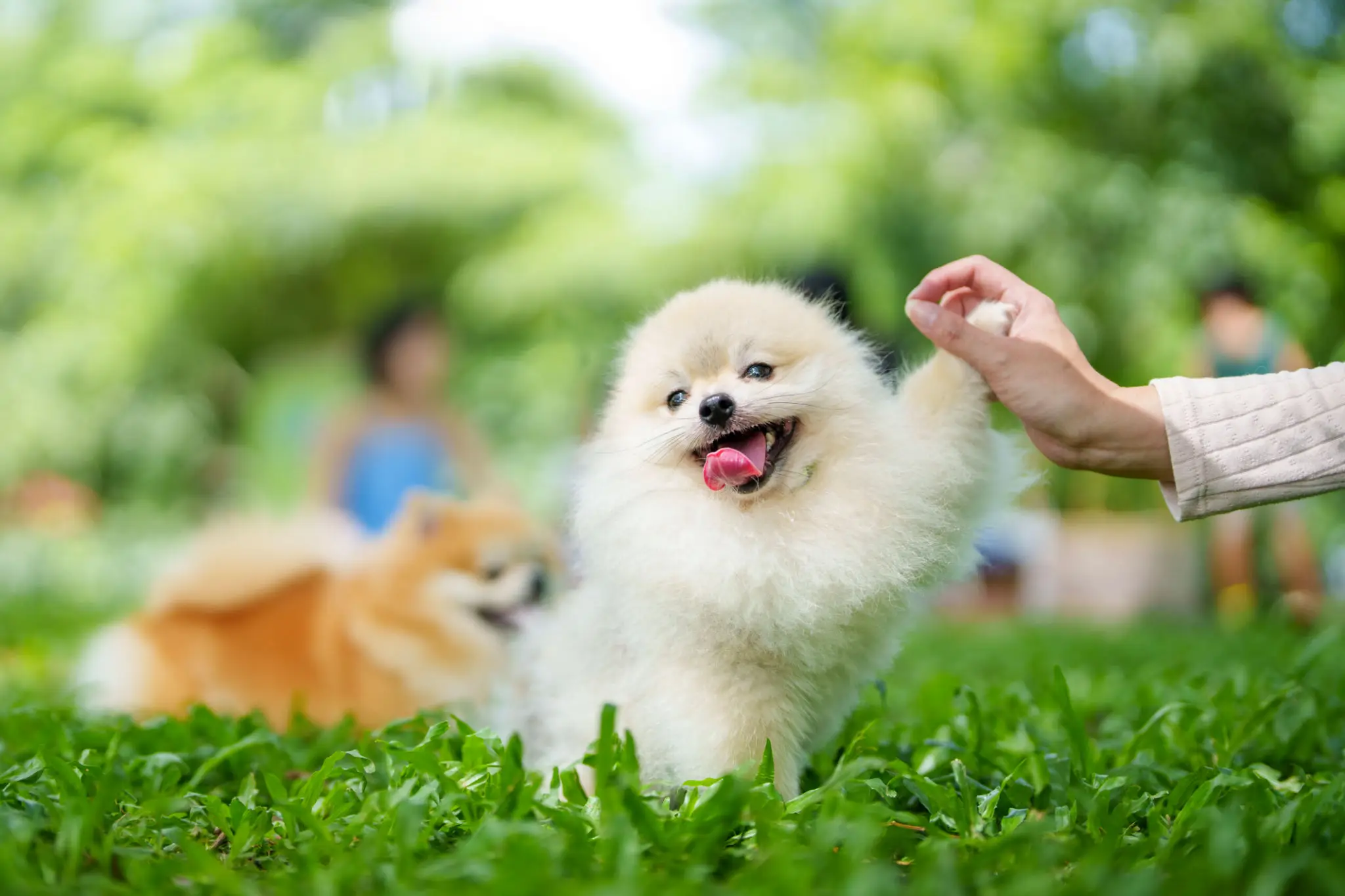 Fluffy dog enjoying petting in park.