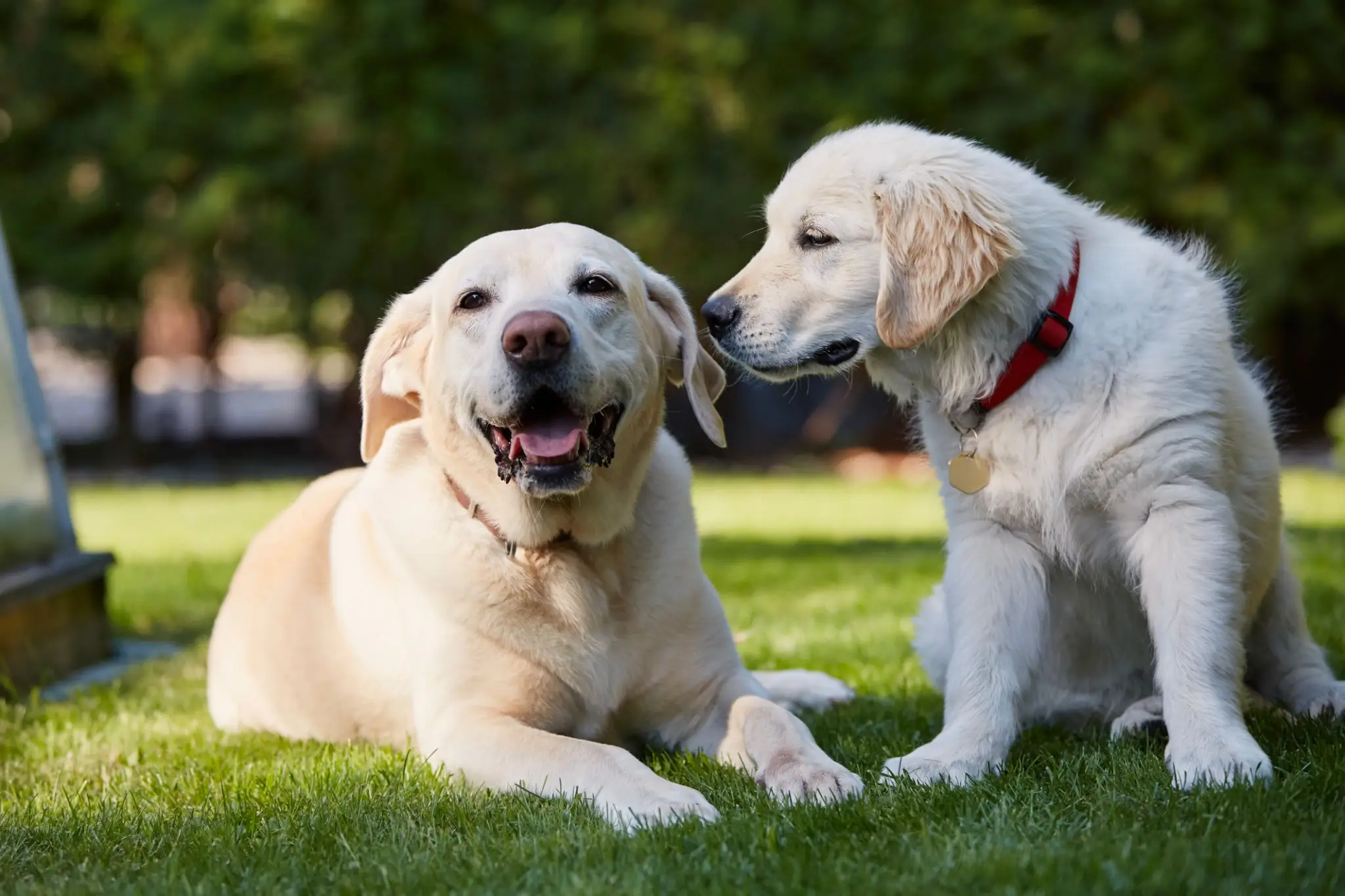 Two dogs relaxing on green grass.