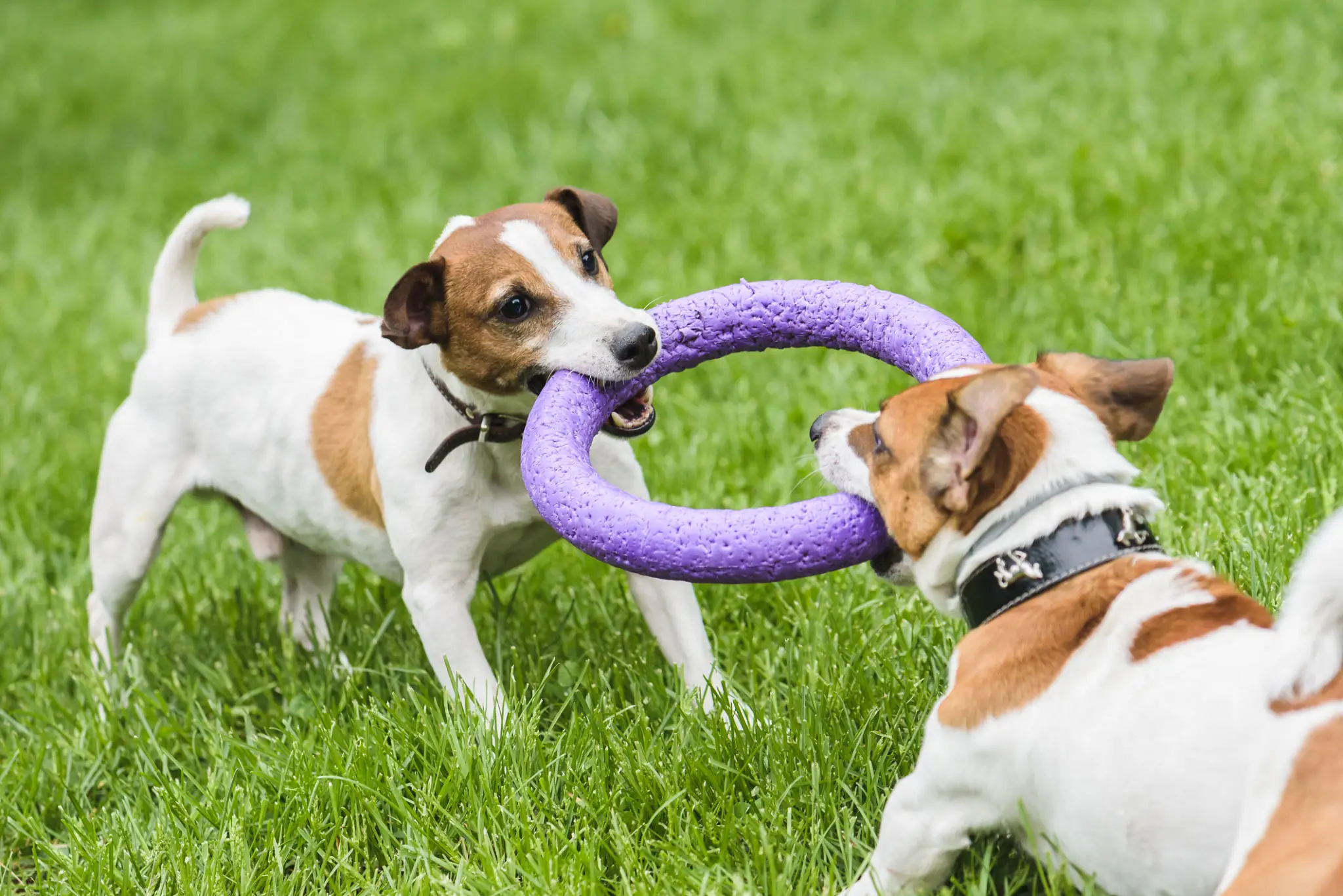 Two dogs tugging a purple ring toy